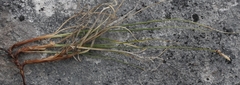 Carex rupestris