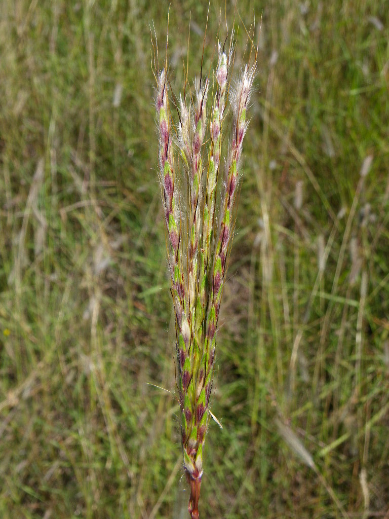 Bothriochloa biloba