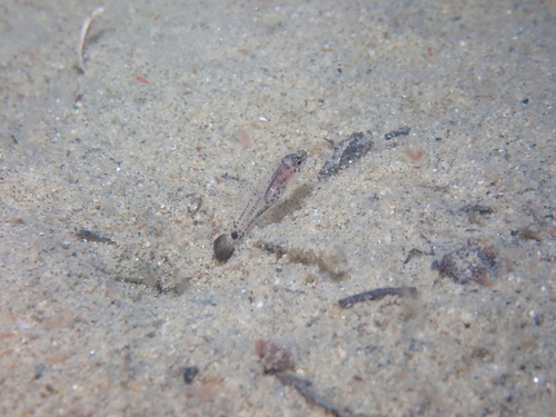Pseudamia observed 2025-12-02