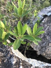 Lithraea brasiliensis