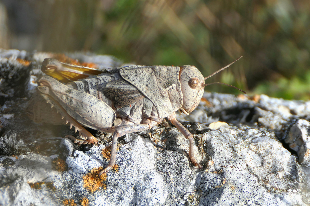 French Stone Grasshopper