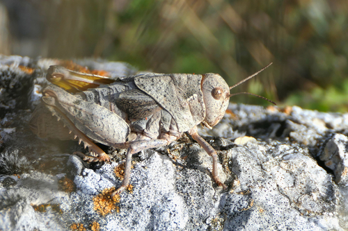 French Stone Grasshopper