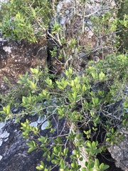 Lithraea brasiliensis