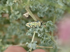 Achardella denticollis