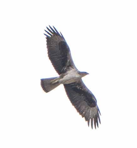 Bonelli's Eagle (Aquila fasciata), photo 1