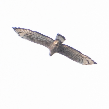 Crested Honey Buzzard (Pernis ptilorhynchus), photo 7