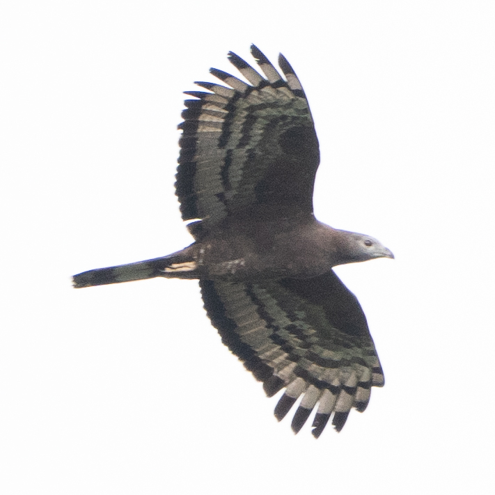 Crested Honey Buzzard (Pernis ptilorhynchus), photo 4