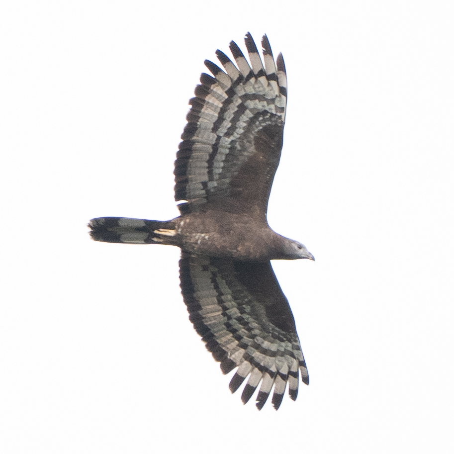 Crested Honey Buzzard (Pernis ptilorhynchus), photo 5