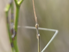 Carphoproscopia lancea