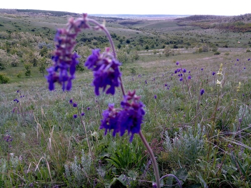 Nodding Sage (Salvia nutans)