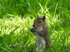 Sciurus carolinensis fuliginosus