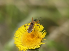 Cosmoclopius nigroannulatus