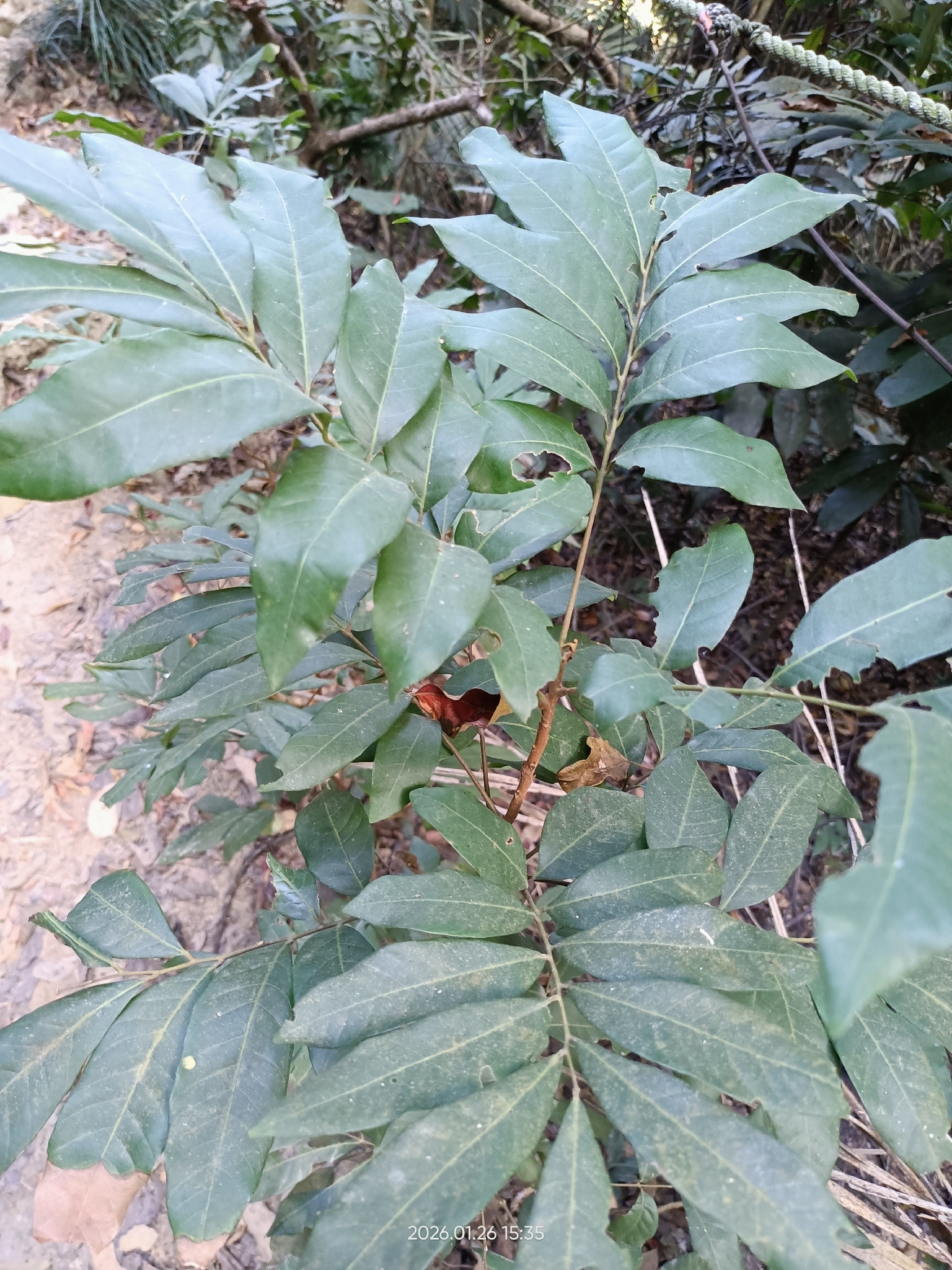Foto de Dimocarpus longan Lour.