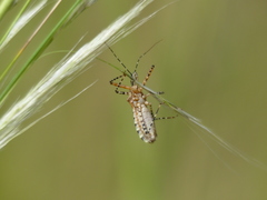 Cosmoclopius nigroannulatus