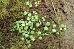Stellaria parviflora