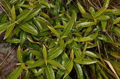 Olearia arborescens × lacunosa