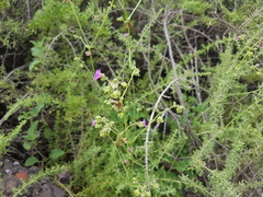 Mirabilis ovata