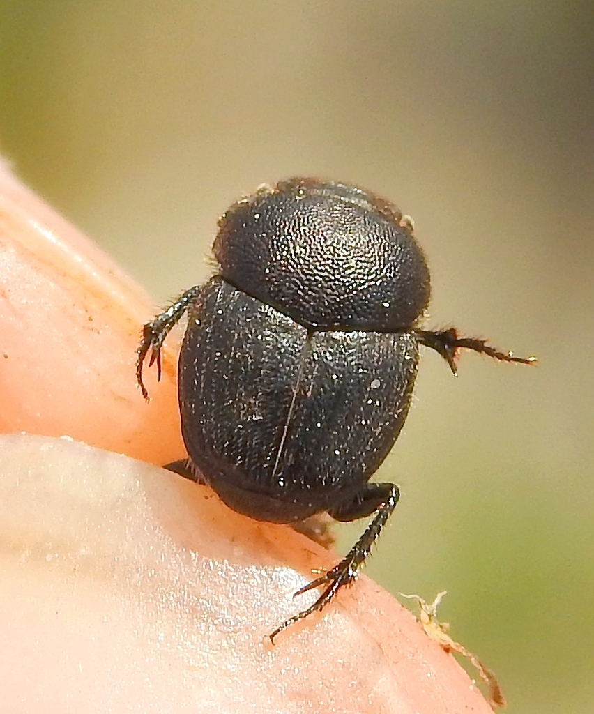 Onthophagus emarginatus