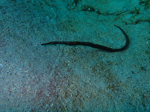Bentstick pipefish (Trachyrhamphus bicoarctatus) — Syngnathidae