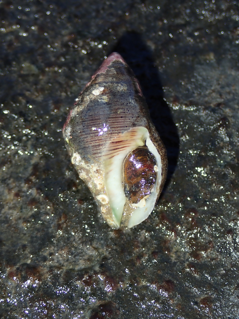 Gemophos viverratus