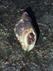 Image of Gemophos viverratus