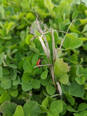 Coccinella septempunctata