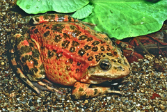 Rana pretiosa