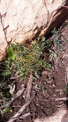 Ptilostemon hispanicus