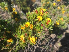 Pultenaea canaliculata
