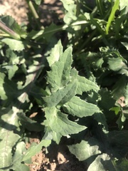 Sonchus oleraceus