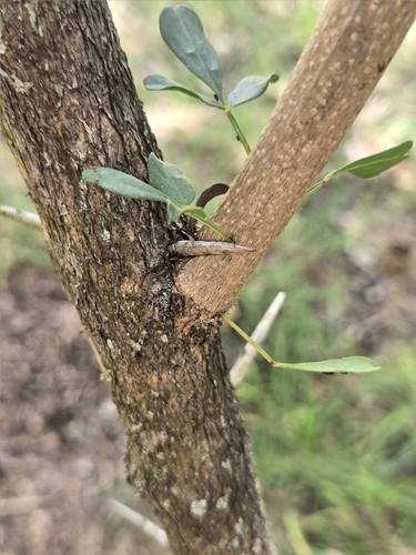 Foto de Rhigozum zambesiacum
