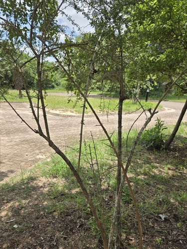 Foto de Rhigozum zambesiacum