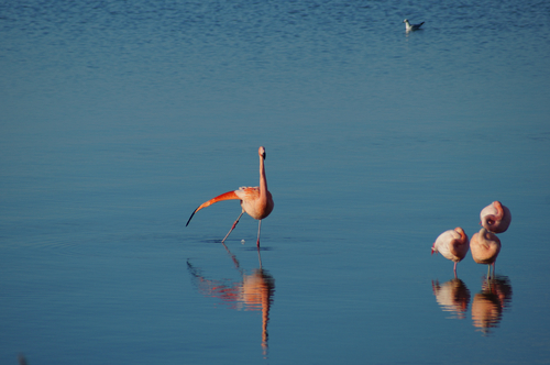 Chilean Flamingo, South Holland, NL, photo 9 of 10