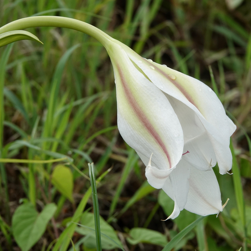 Crinum ornatum observed 2026-01-24