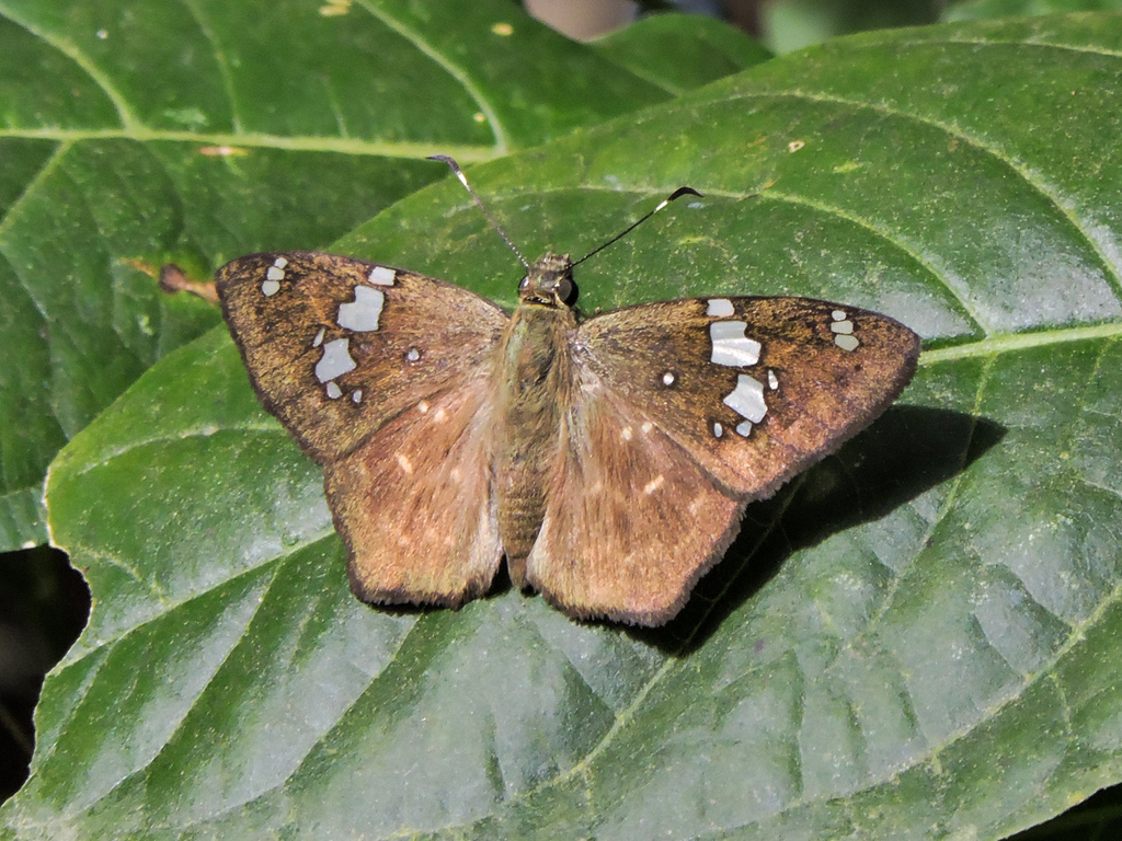 Stola Flat
