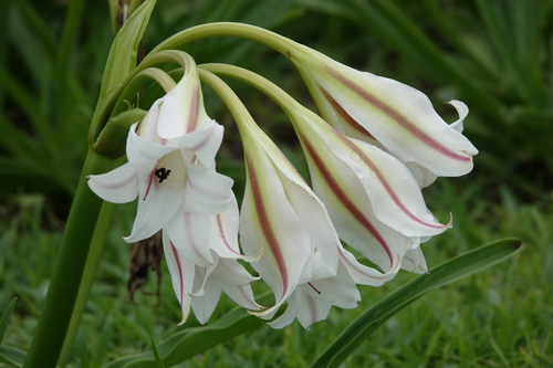 Crinum ornatum observed 2026-01-24