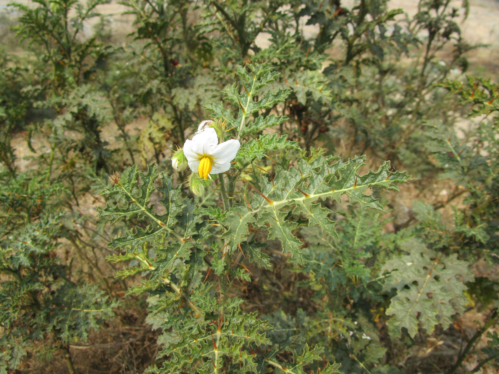 Imagem de Juá