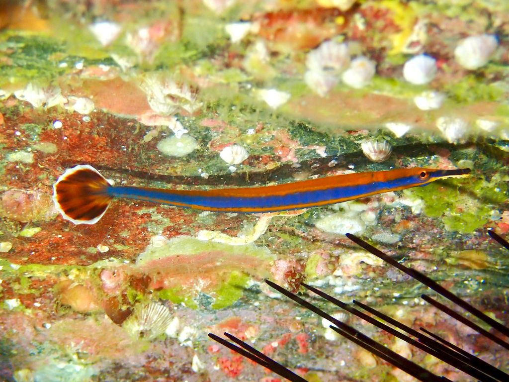 Black-sided pipefish (Doryrhamphus excisus) — Syngnathidae