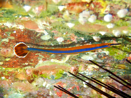 Black-sided pipefish (Doryrhamphus excisus) — Syngnathidae