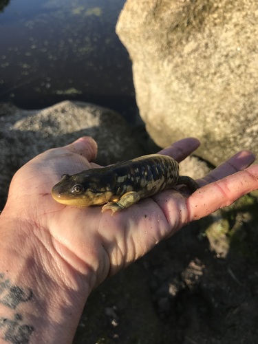 iNaturalist observation photo of California Tiger Salamander