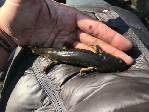 iNaturalist observation photo of California Tiger Salamander