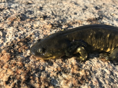 iNaturalist observation photo of California Tiger Salamander