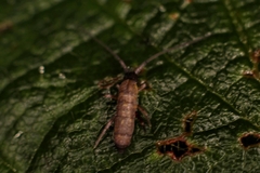 Pogonognathellus longicornis