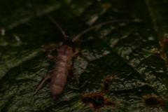 Pogonognathellus longicornis