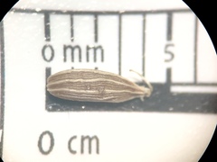 Perideridia parishii