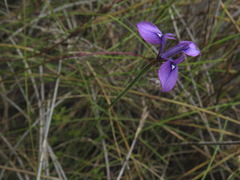 Moraea tripetala