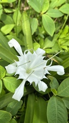 Pancratium zeylanicum