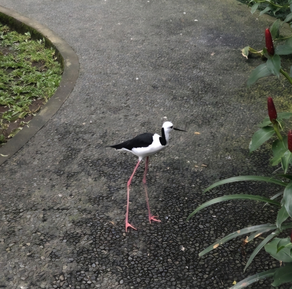 Pied Stilt (Himantopus leucocephalus)