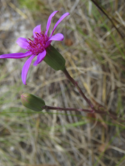 Senecio hastifolius