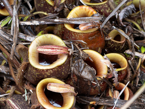 Nepenthes ampullaria